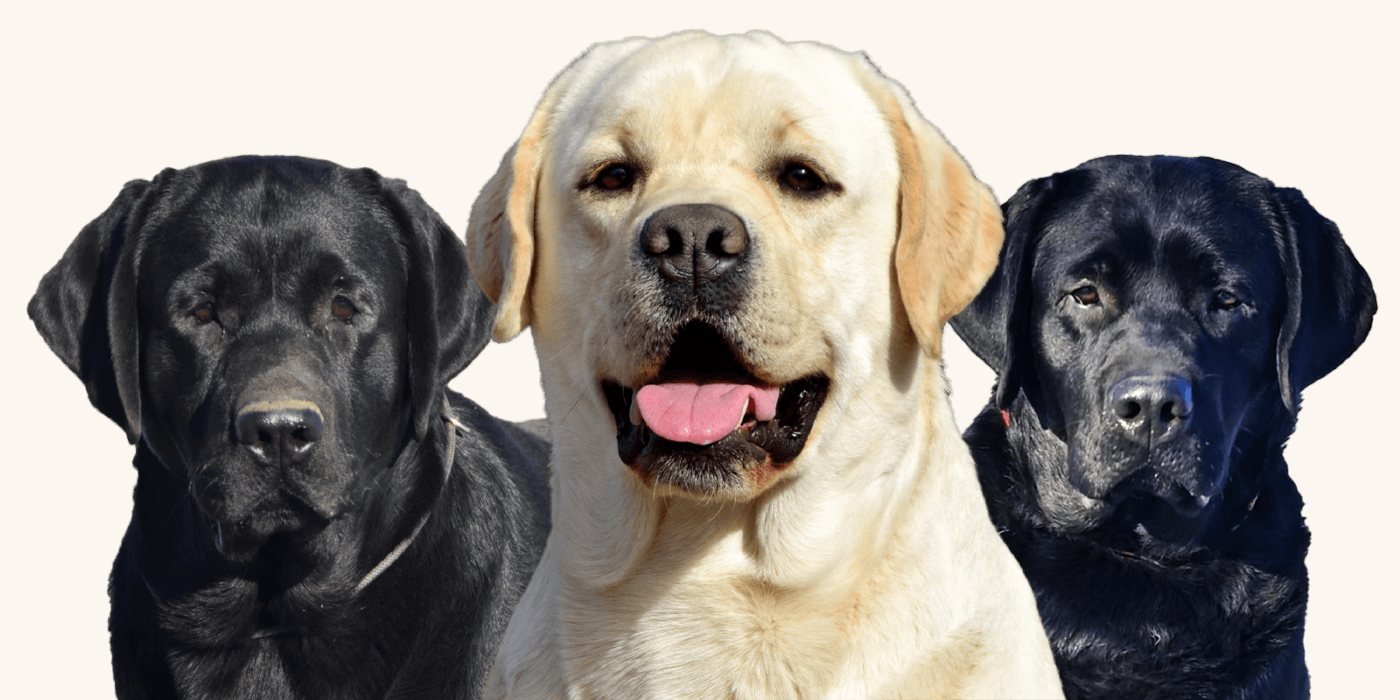 Special Secret Labradors