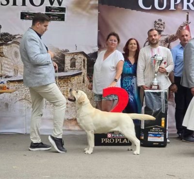 Res. BEST IN SHOW all breed